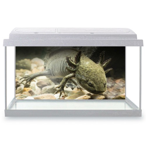 Fish tank background 90x45cm - tank,