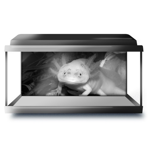 Fish tank background 90x45cm - background,