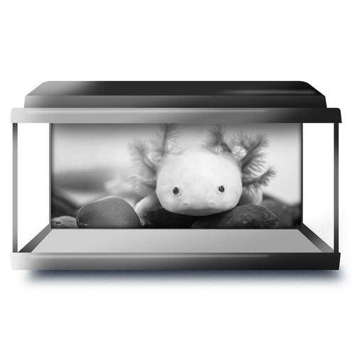 Fish tank background 90x45cm - background,