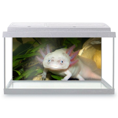 Fish tank background - fish, 90x45cm