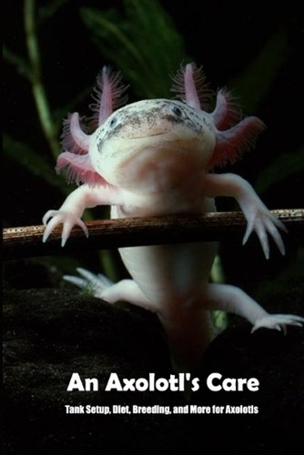 Axolotl care tank setup - care:,