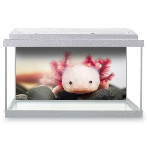 Fish tank background 90x45cm - background,