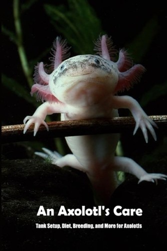 Axolotl care tank - care:, setup